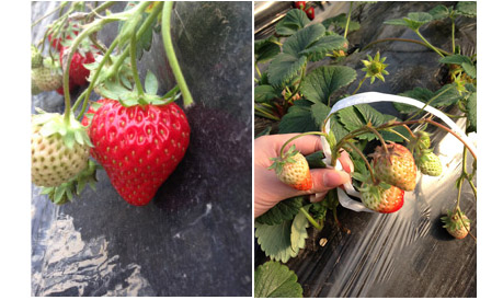 1513326517477338gTdh.jpg 未標題-2.jpg